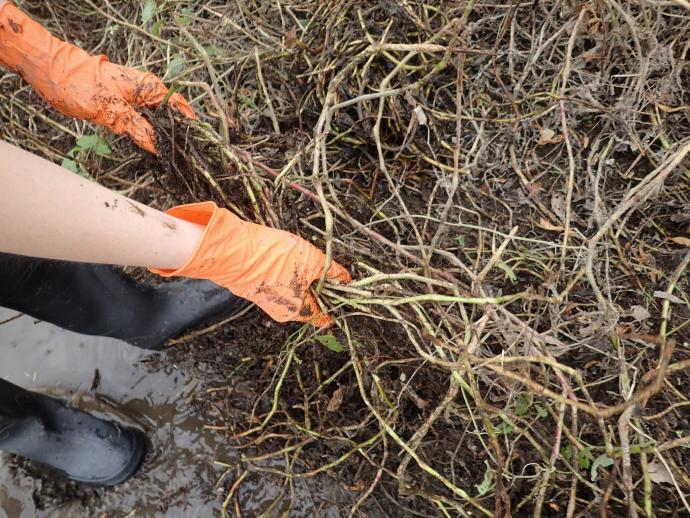 中信オオバナ４