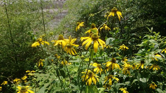 花背での繁殖のようす2