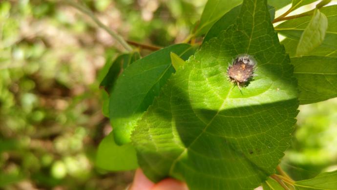 イチモンジカメノコハムシの幼虫