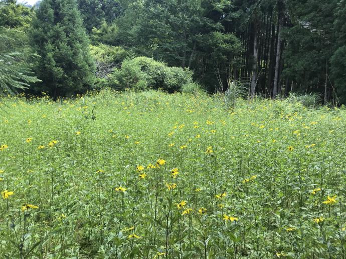 花背での繁殖のようす3