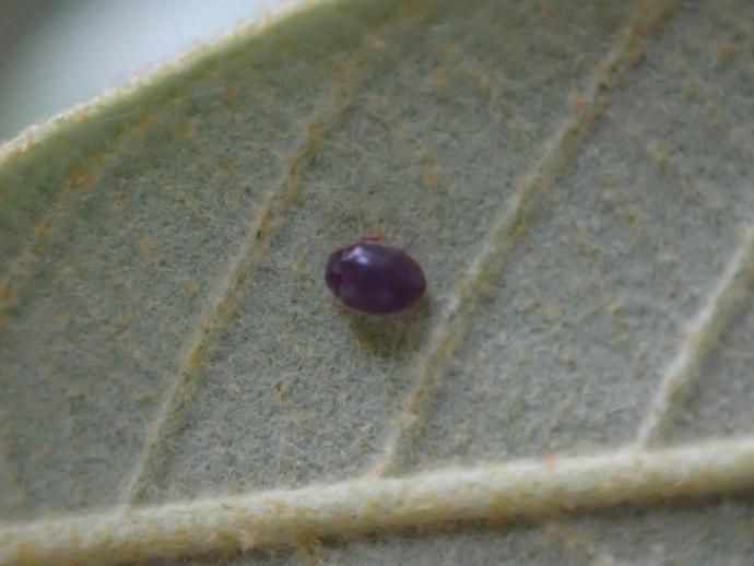 見つけたテントウムシ