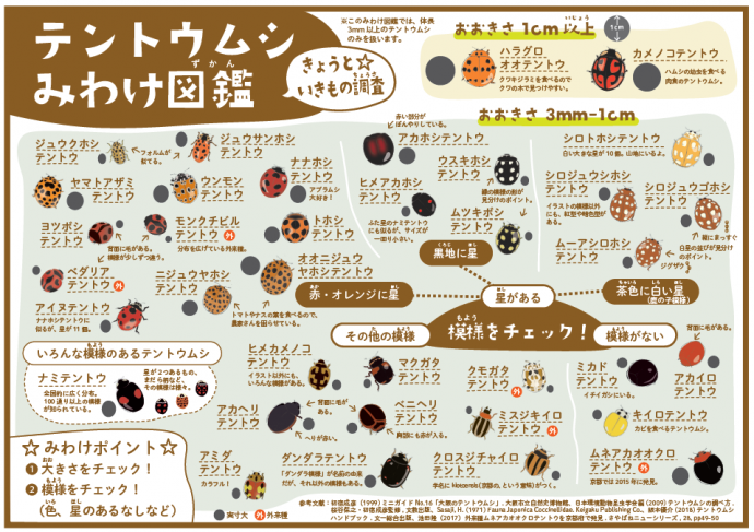 テントウムシ図鑑１