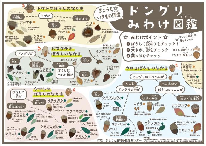 どんぐり図鑑