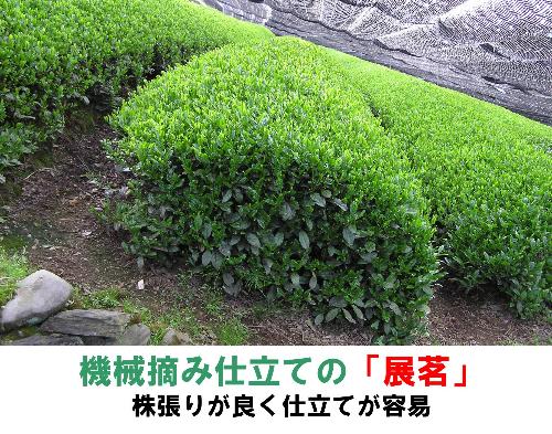 機械摘み仕立ての‘展茗（てんみょう）’