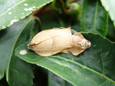 チャノハマキ雌雄成虫