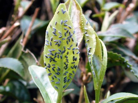 トゲコナ　新葉に群がる成虫