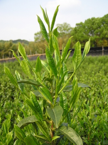 露天の新芽