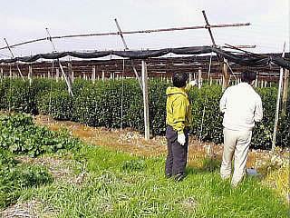 在来種茶園の実態調査