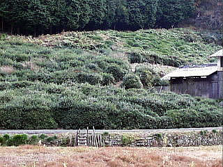 在来茶園の写真