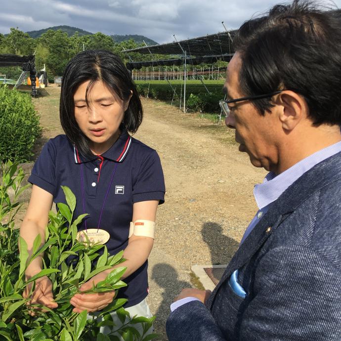 府立茶業研究所内の茶園での様子