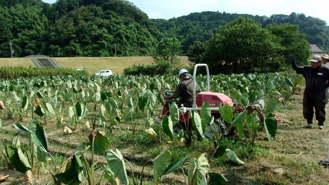 乗用管理機による土入れ