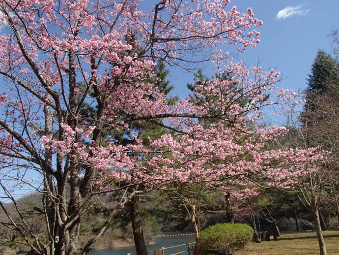 3月23日の大野ダム公園