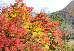 紅葉のグラデーション