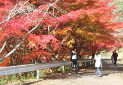 紅葉と来客