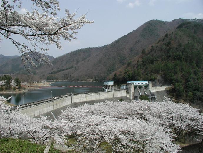 写真:大野ダム春