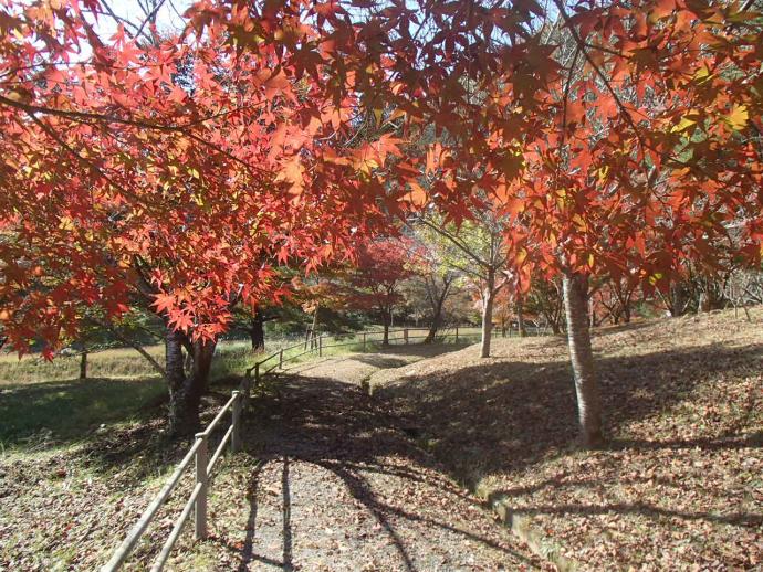 大野ダムもみじ写真11月8日5