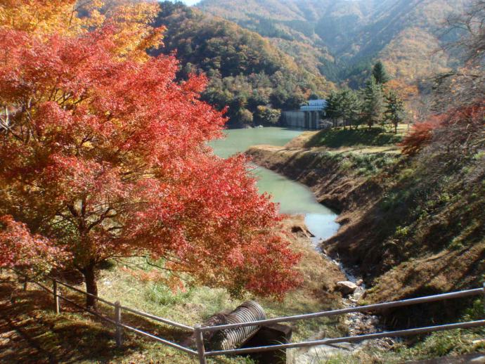 紅葉の奥にダムが見える