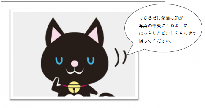 猫写真