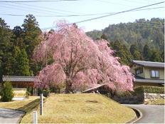 常照皇寺