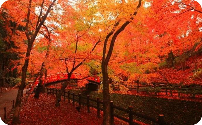 北野天満宮もみじ