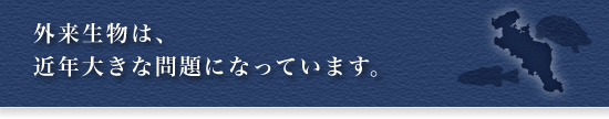 外来生物は、近年大きな問題になっています。