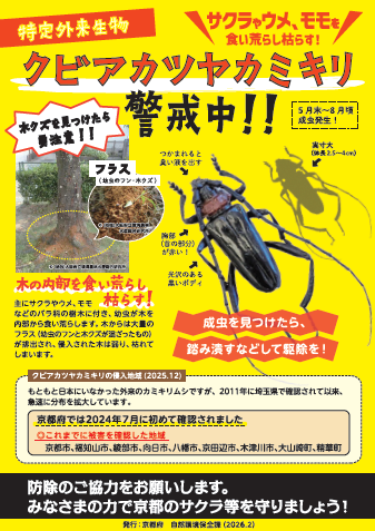 クビアカチラシ1