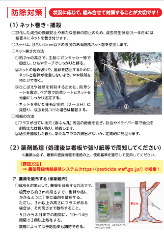 クビアカチラシ3