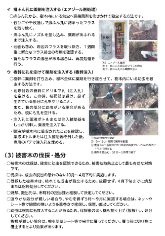 クビアカチラシ4