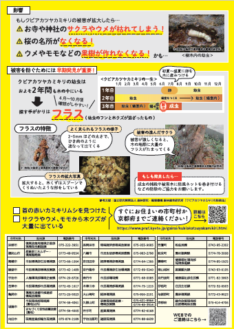 クビアカチラシ2