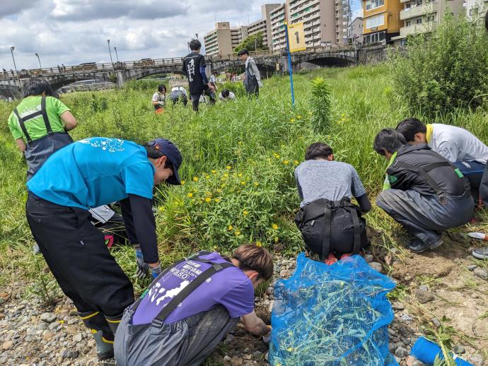 令和5年度オオバナミズキンバイ防除