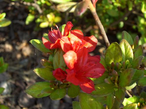 ツツジの花