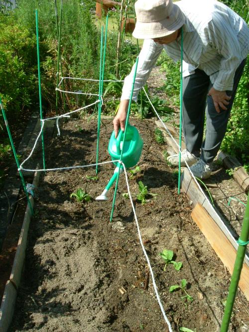 白菜を植えました