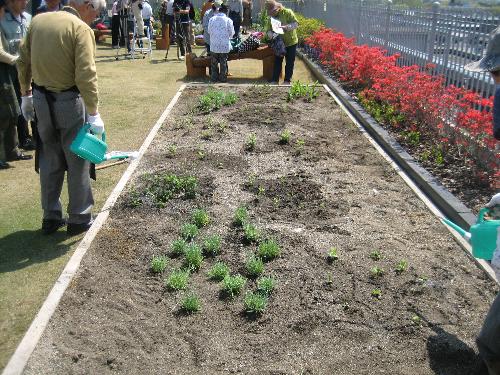 草花を無事植栽できました！