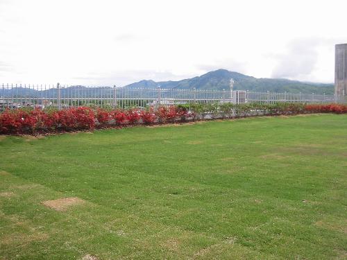 屋上から見える景色とツツジの花