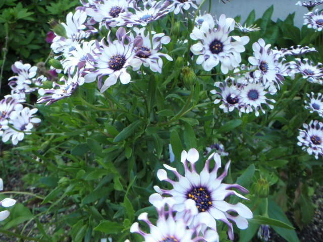 オステオスペルマム