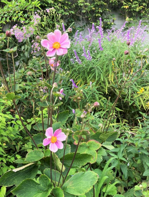 シュウメイギク