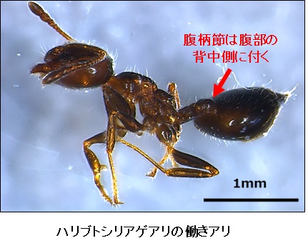 ハリブトシリアゲアリ01