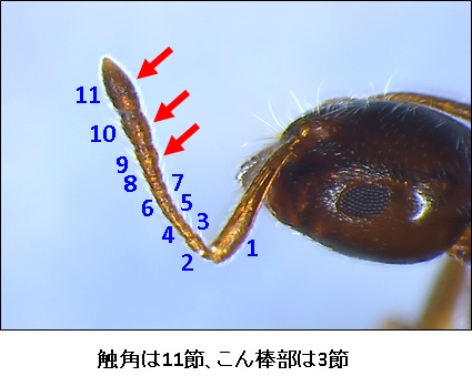 ハリブトシリアゲアリ03