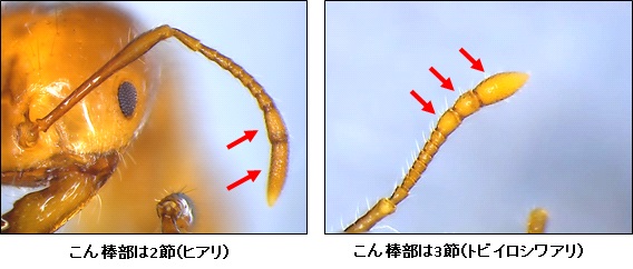 ヒアリこん棒