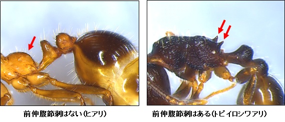 ヒアリ前伸腹節刺