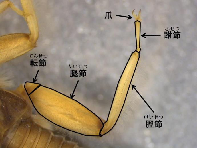 カワゲラの脚