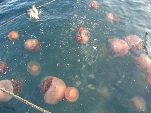 波間に漂う無数の大型クラゲ