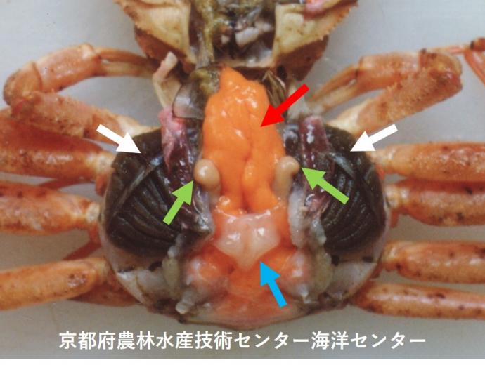 3-5mesujyuseinou