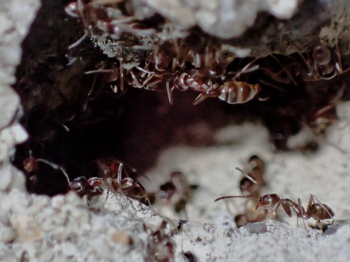アルゼンチンアリの写真