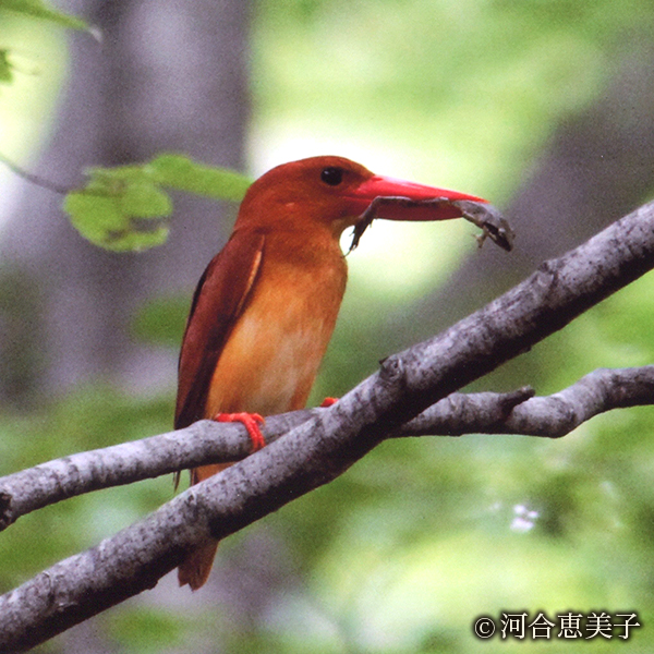 アカショウビン