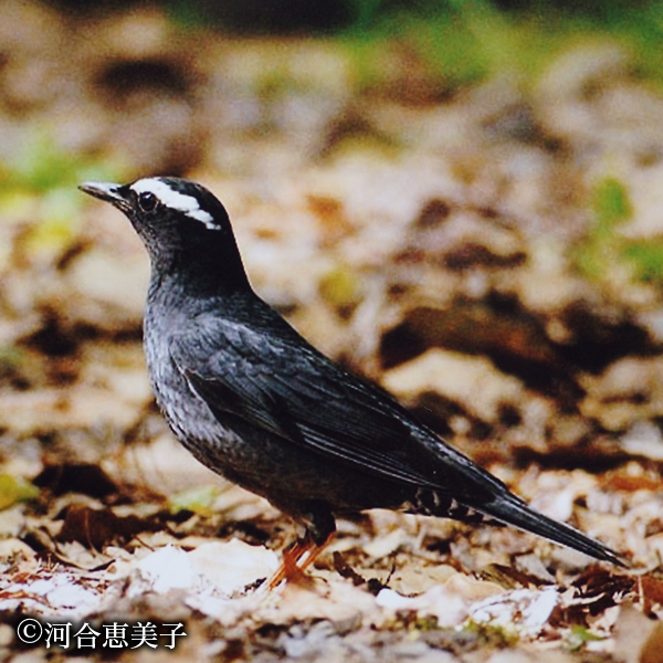 マミジロ（絶滅危惧種）  撮影：河合恵美子