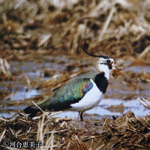 タゲリ（準絶滅危惧種）  撮影：河合恵美子