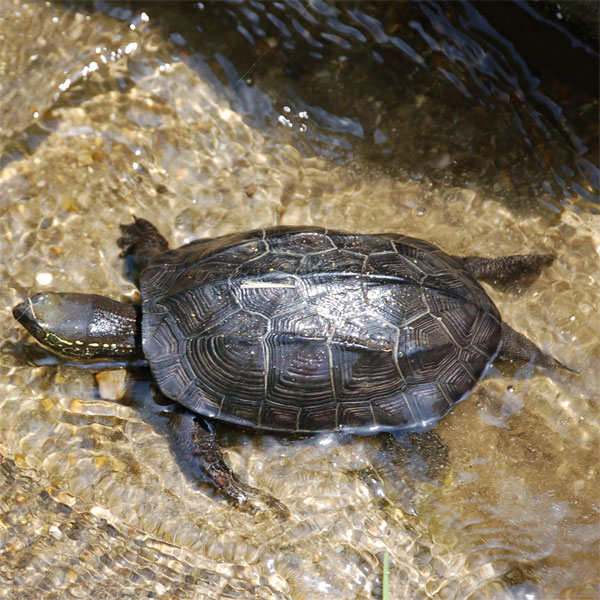 クサガメ