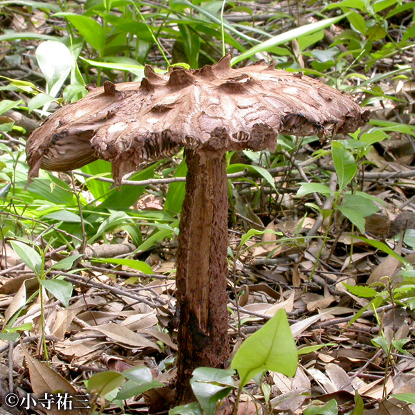 チャオニテングダケ（準絶滅危惧種）