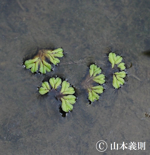 イチョウウキゴケ